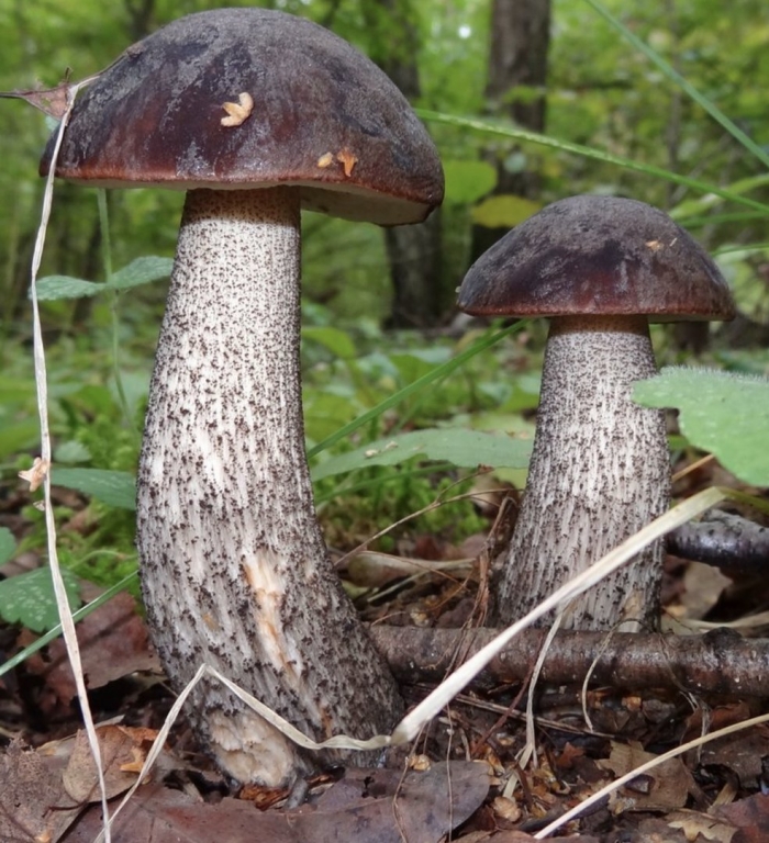 Грибы подосиновики и подберезовики