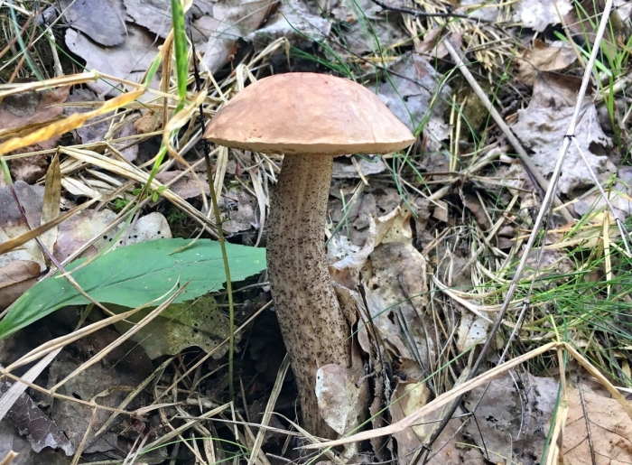 Гриб подберезовик ложный