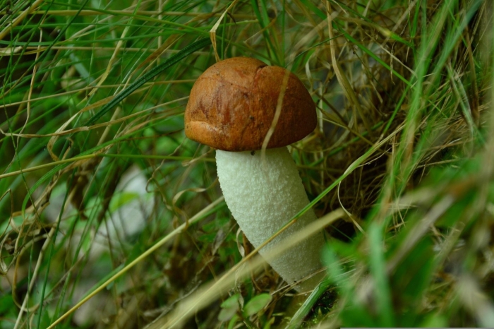 Гриб обабок