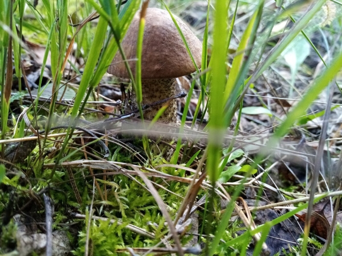 Гриб подберезовик ложный