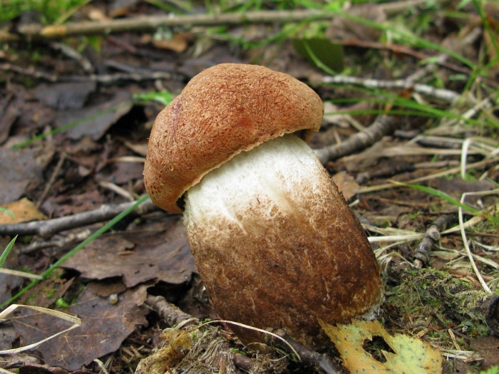 Подосиновик дубовый