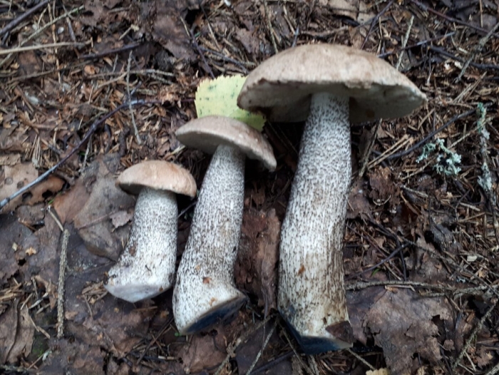 Гриб подберезовик