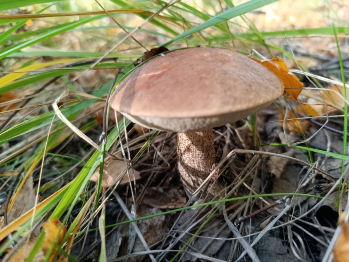 Подберезовик обыкновенный