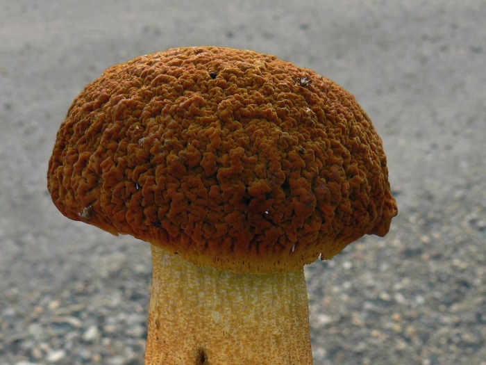 Дальневосточный обабок царский