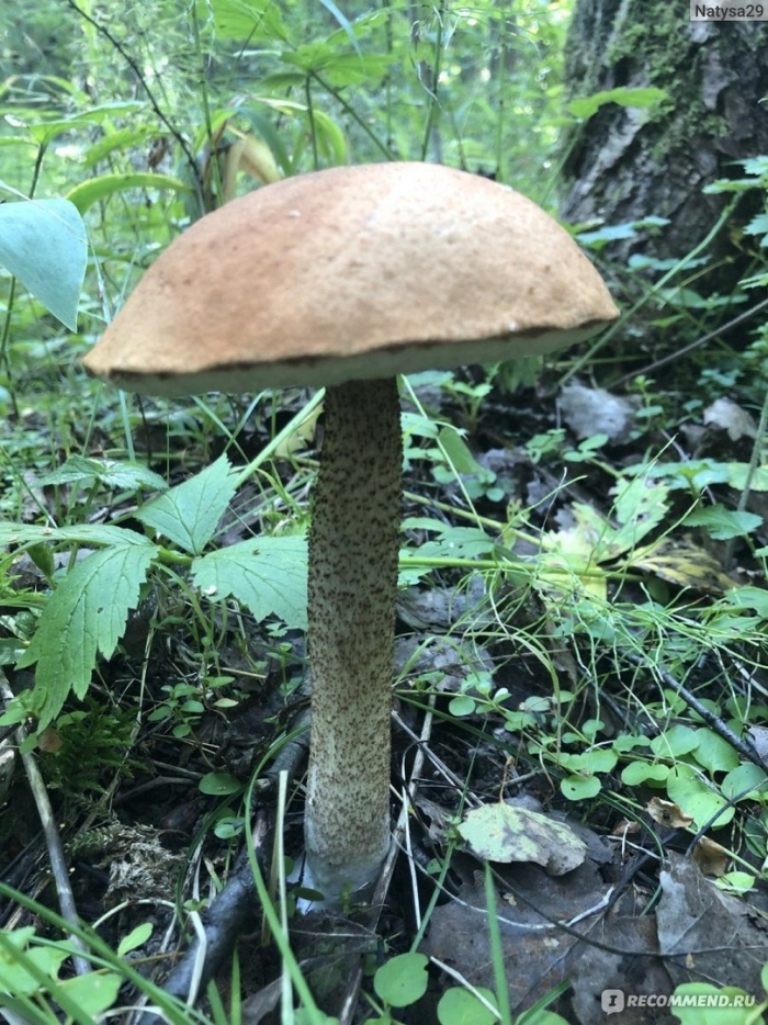 Подберезовик ложный