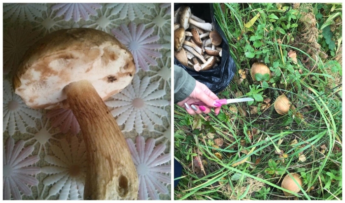 Гриб горчак