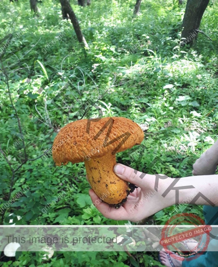 Обабок дальневосточный