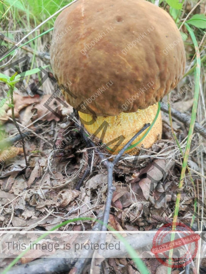 Дубовик оливково бурый гриб