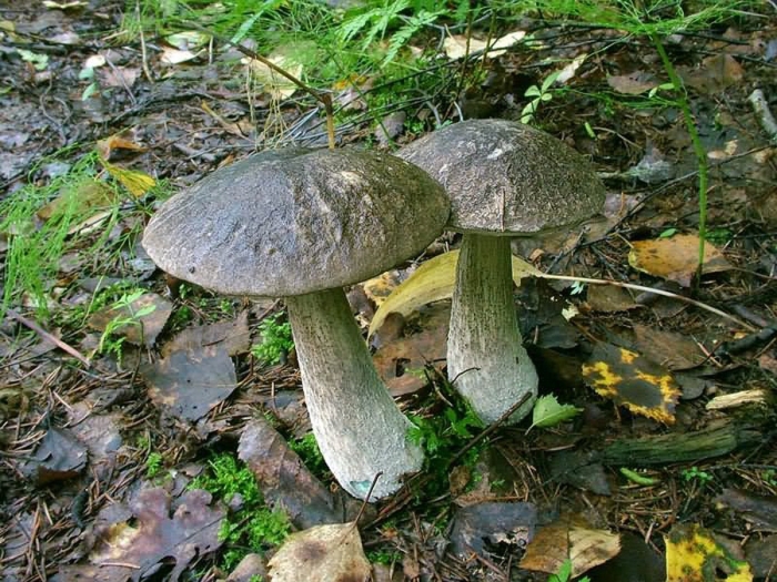 Подберёзовик обыкновенный съедобный