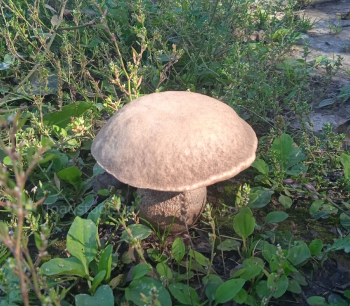 Подберезовик твердоватый