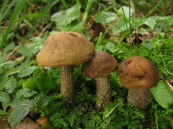 Ложные подберезовики