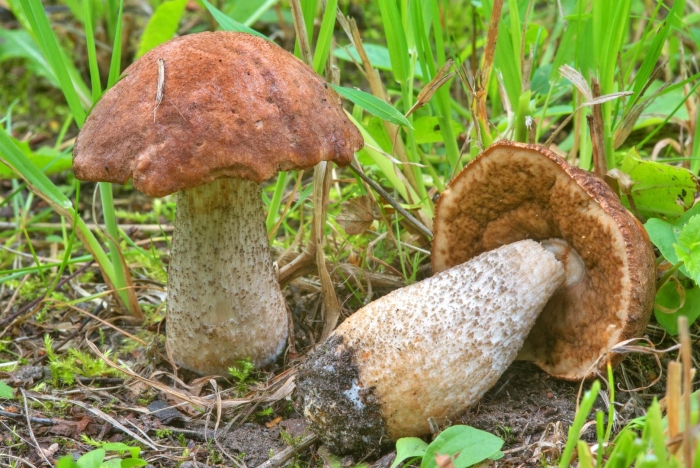 Обабок гриб великан