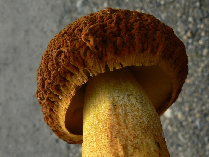 Обабок дальневосточный гриб