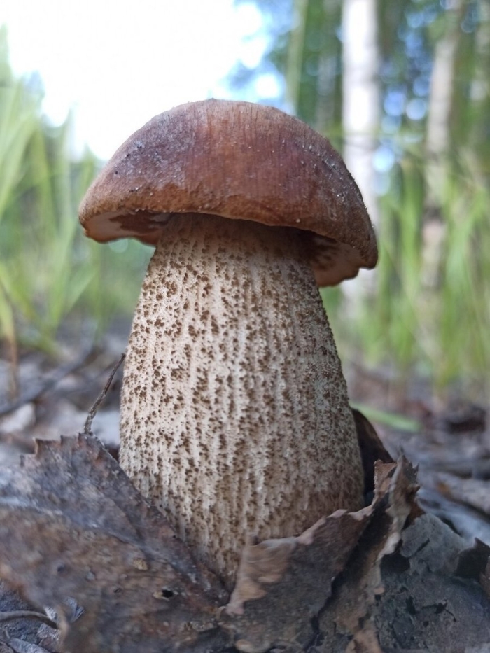 Подберезовик обыкновенный гриб