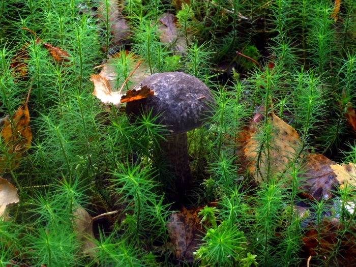 Подберезовик черноголовик