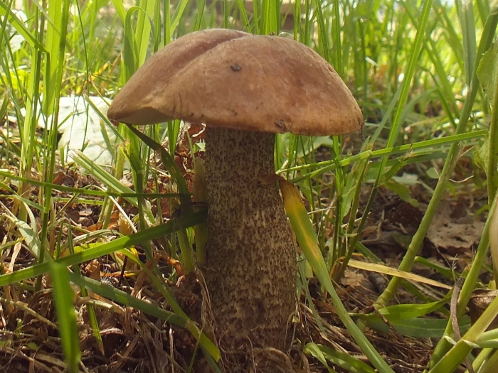 Съедобные грибы подберезовик