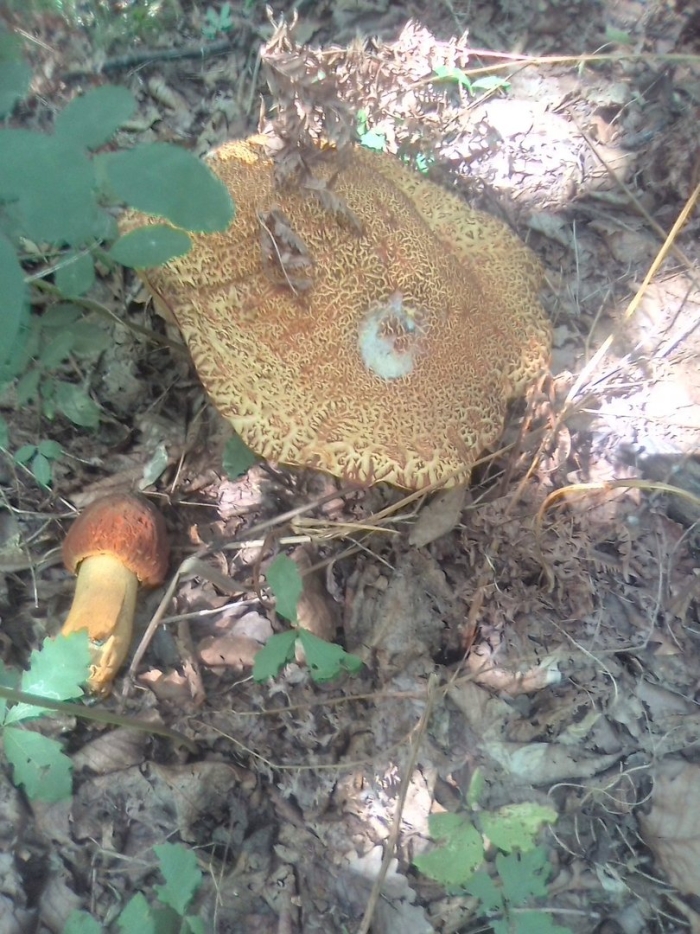 Обабок гриб