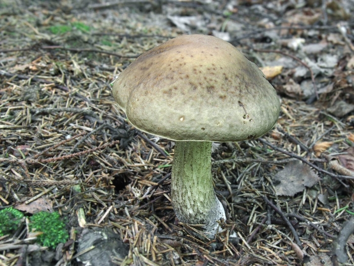 Leccinum pseudoscabrum