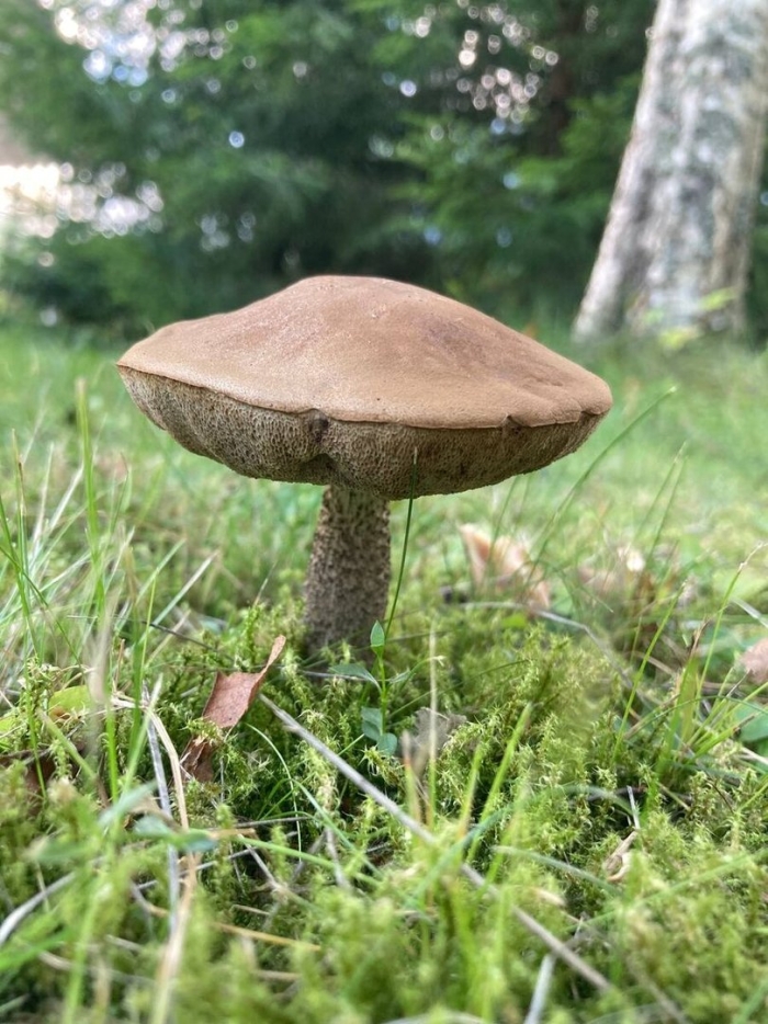 Подберезовик обыкновенный