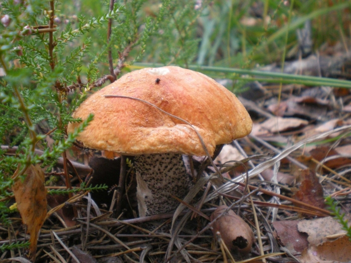 Подосиновик желто бурый