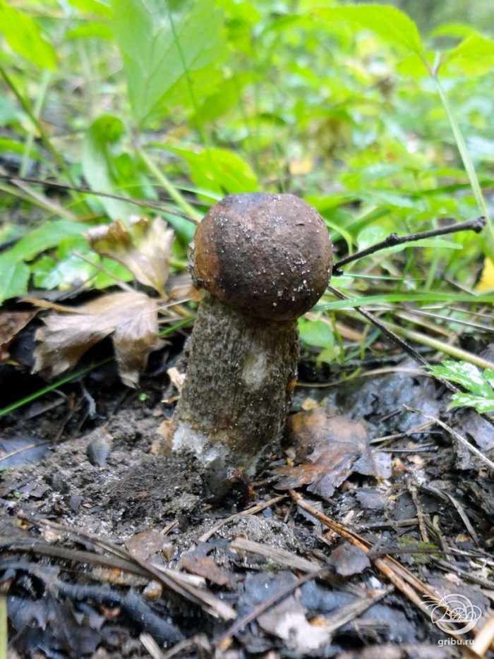 Черноголовик гриб