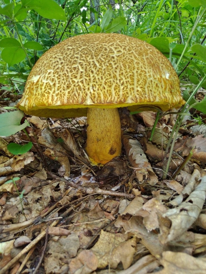 Обабок чернеющий гриб