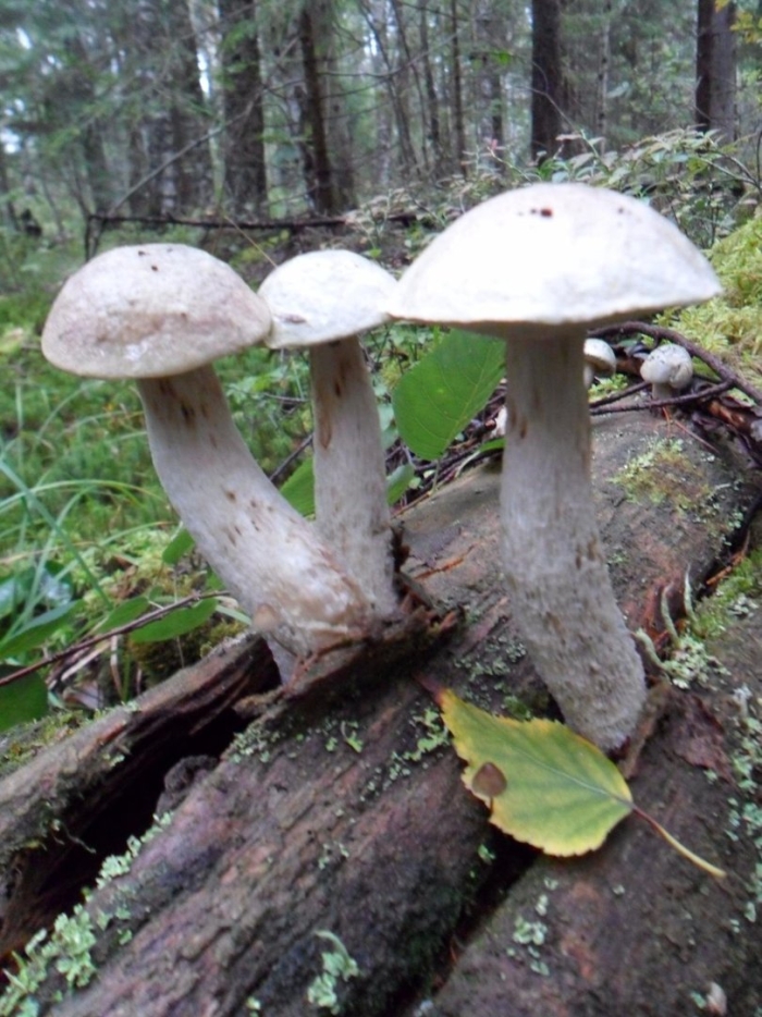 Подберезовик белый болотный