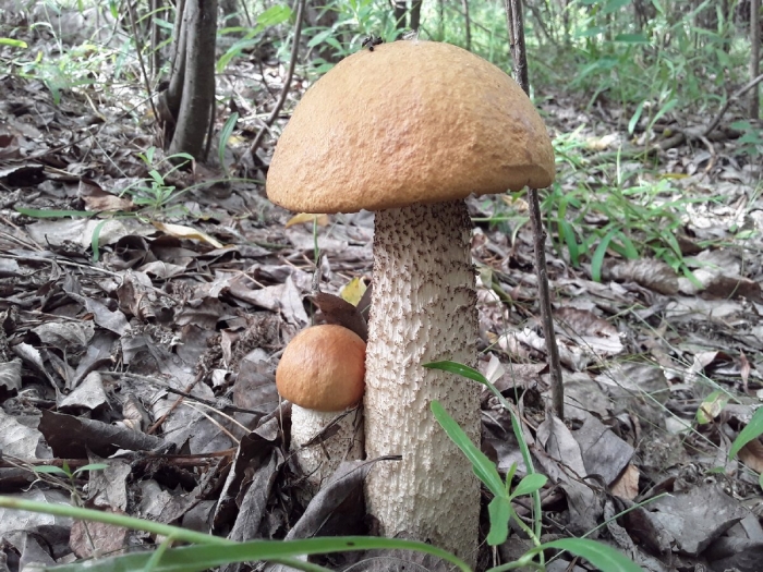 Красноголовики обабки