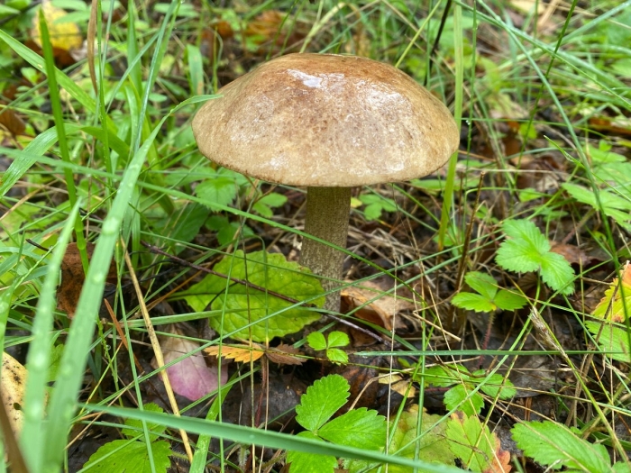 Обабки грибы