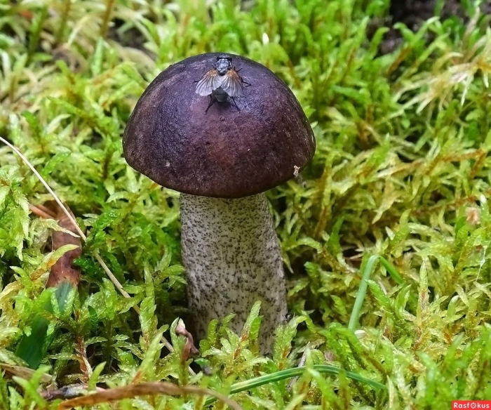 Подберезовик черный