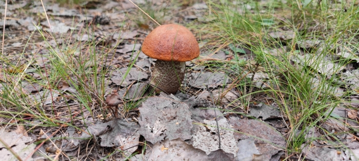 Поляна подосиновиков