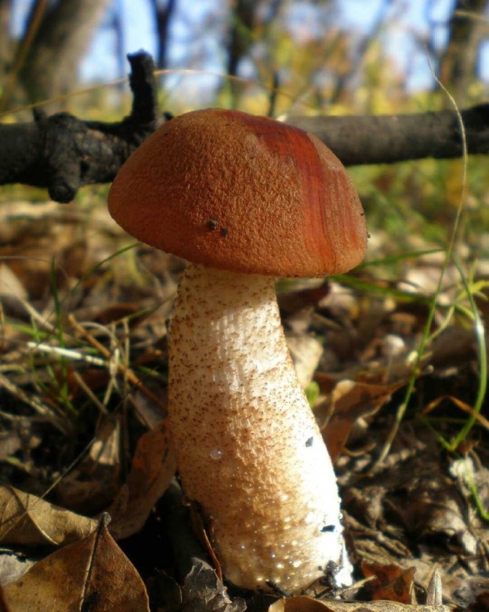 Подосиновик красноголовик