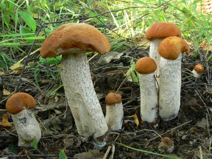 Leccinum albostipitatum