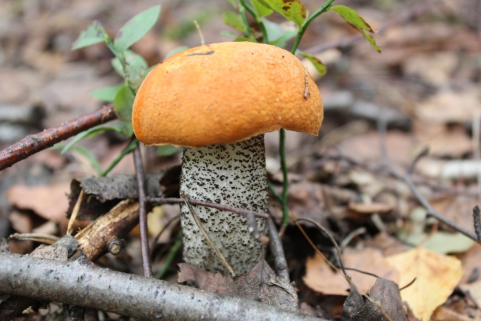 Подосиновик желто бурый