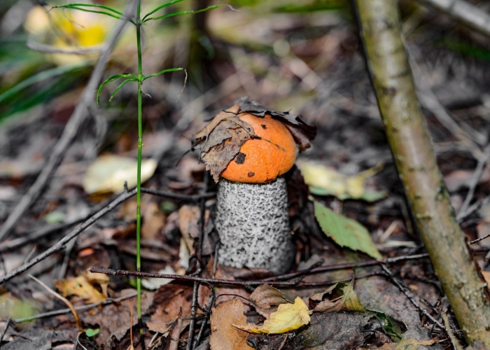 Подосиновик обыкновенный
