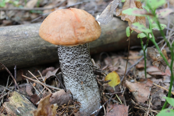 Подосиновик красноголовик