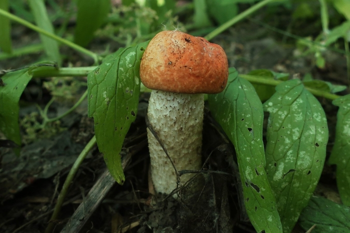 Подосиновики ложный подосиновик