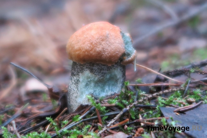 Грибы подмосковья