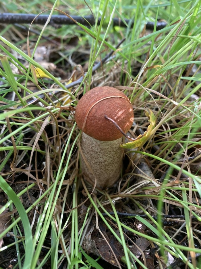 Гриб красноголовик маленький