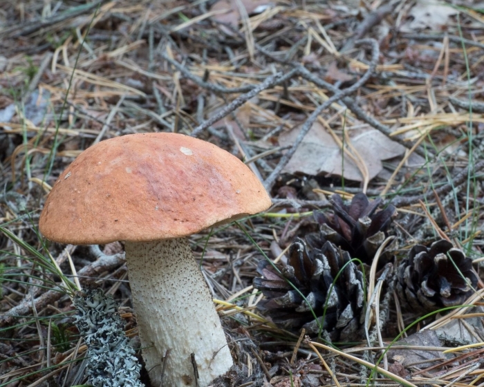 Подосиновик белоножковый