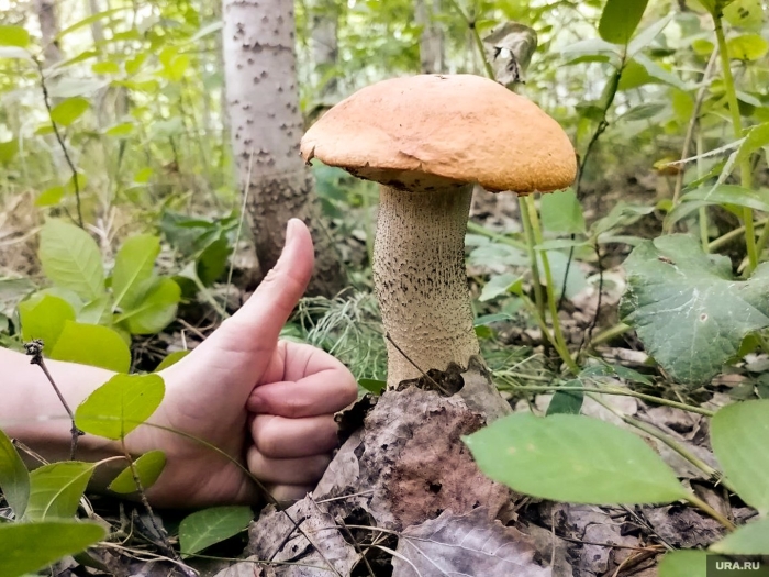 Ложные подосиновики