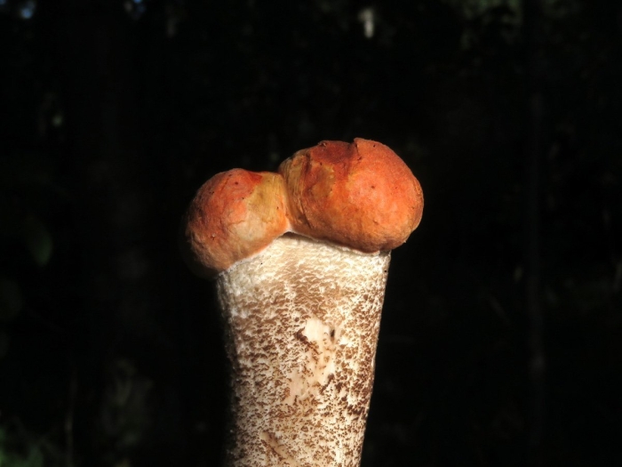 Гриб подосиновик