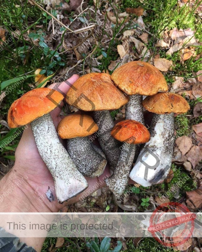 Гриб подосиновик