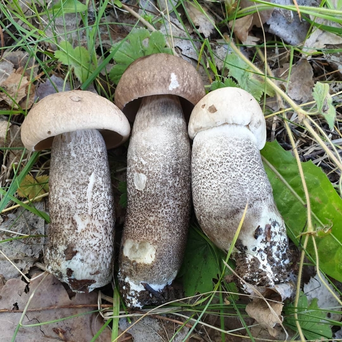 Подберёзовик твердоватый leccinum duriusculum