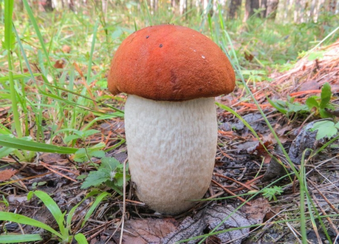 Гриб красноголовик