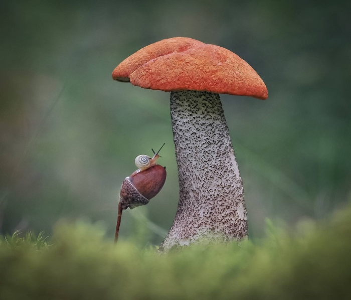 Красноголовик гриб