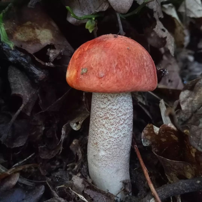 Подосиновик болетовые