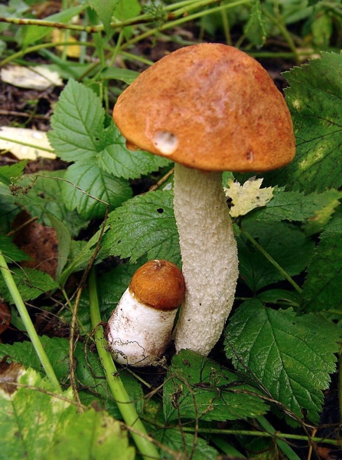 Подосиновик гриб