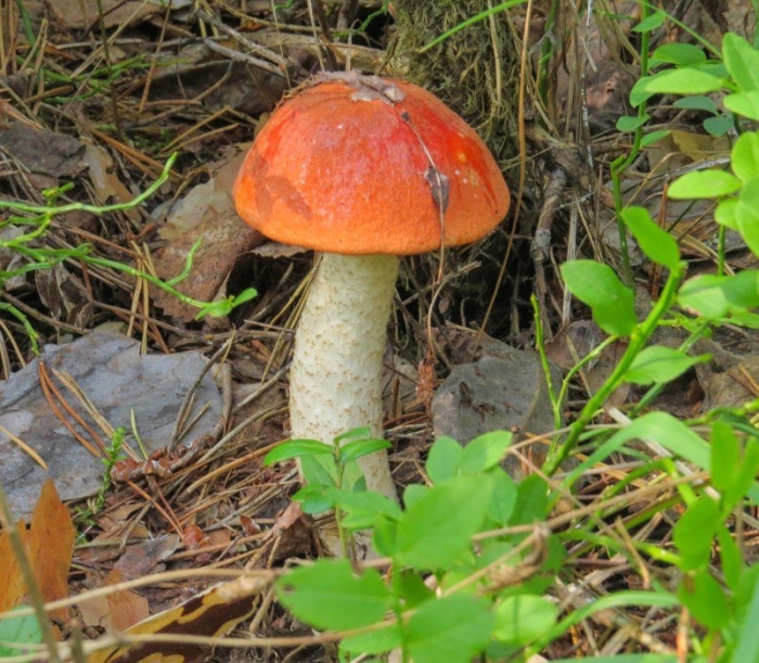 Подосиновик красноголовик