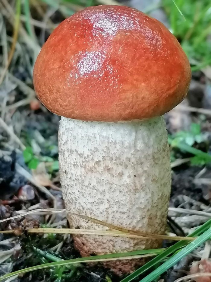 Гриб красноголовик ложный